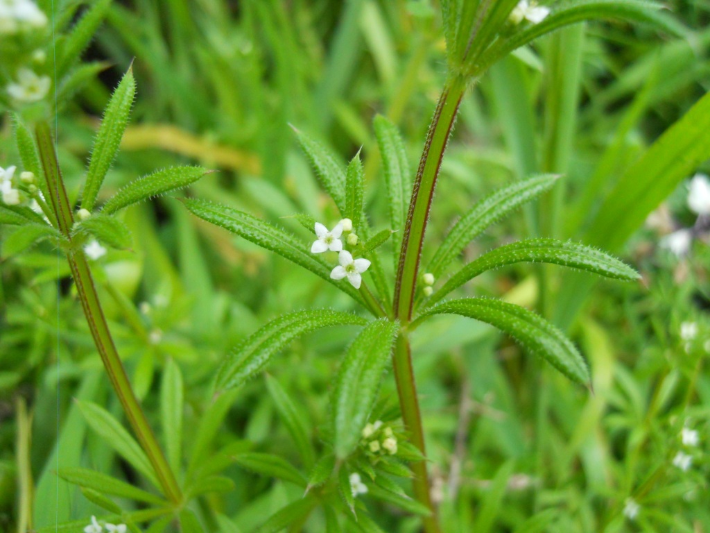 Galium aparine